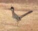 Roadrunner